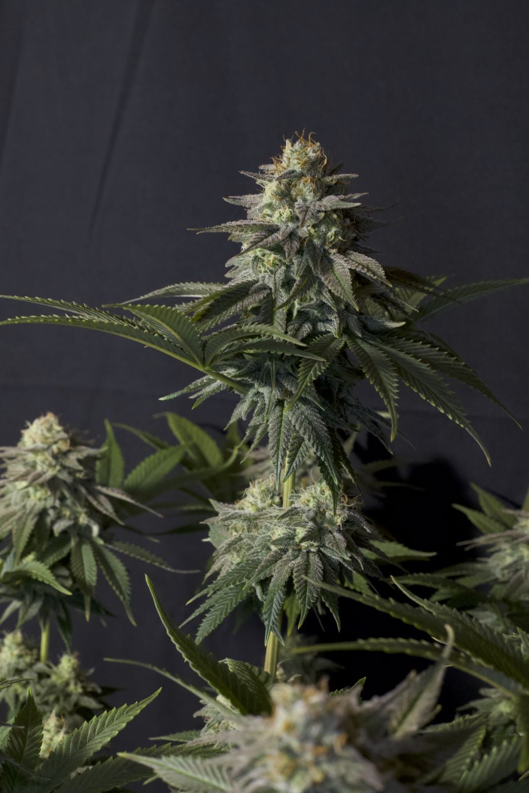 42 FastBuds - ORANGE SHERBET FF - Feminized - 3 Seeds