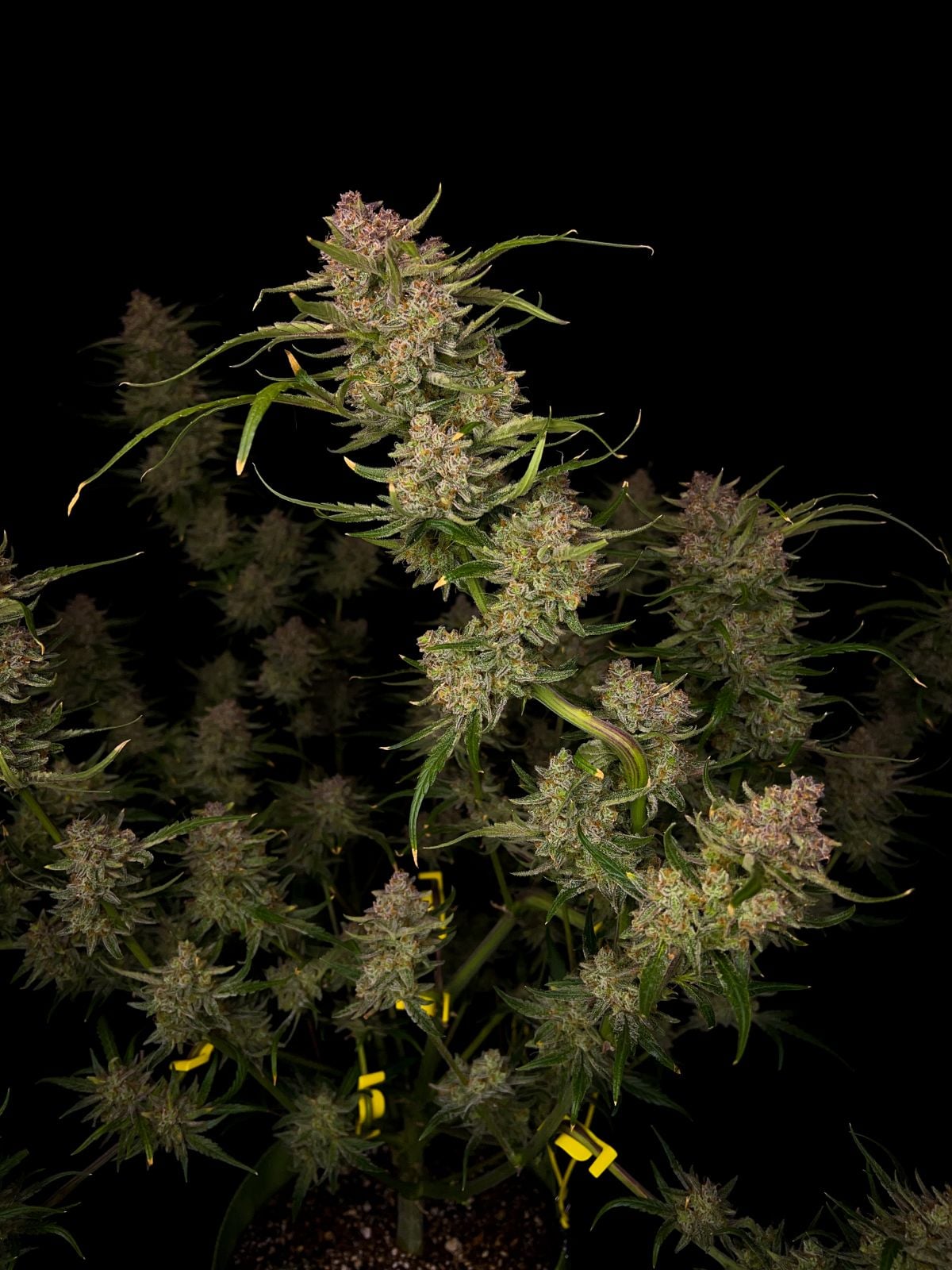 42 FastBuds - GUAVA AUTO - Automatic - 3 Seeds