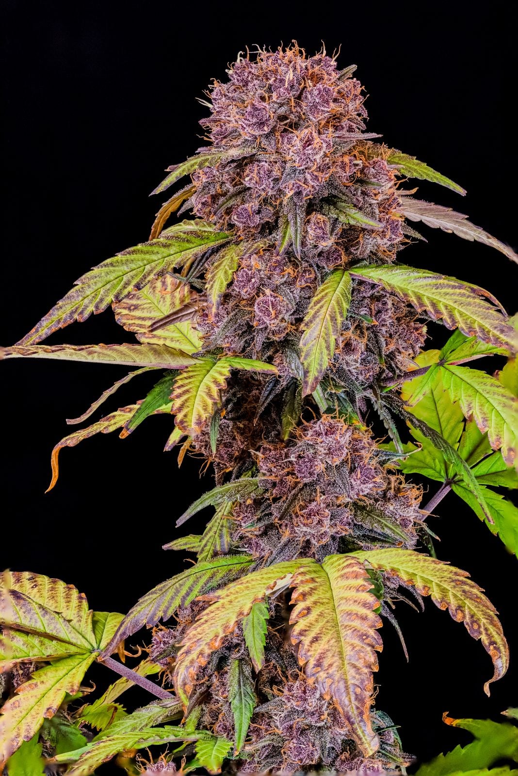 42 FastBuds - LEMON CHERRY COOKIES - Automatic - 3 Seeds