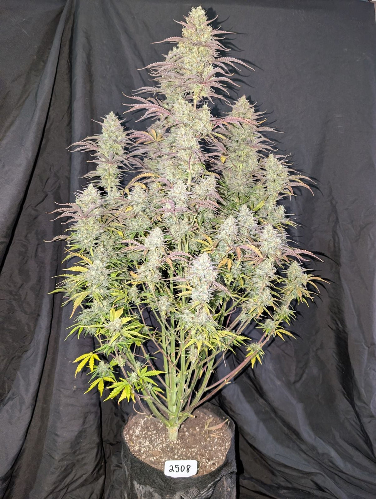 42 FastBuds - Z-UP - Automatic - 3 Seeds