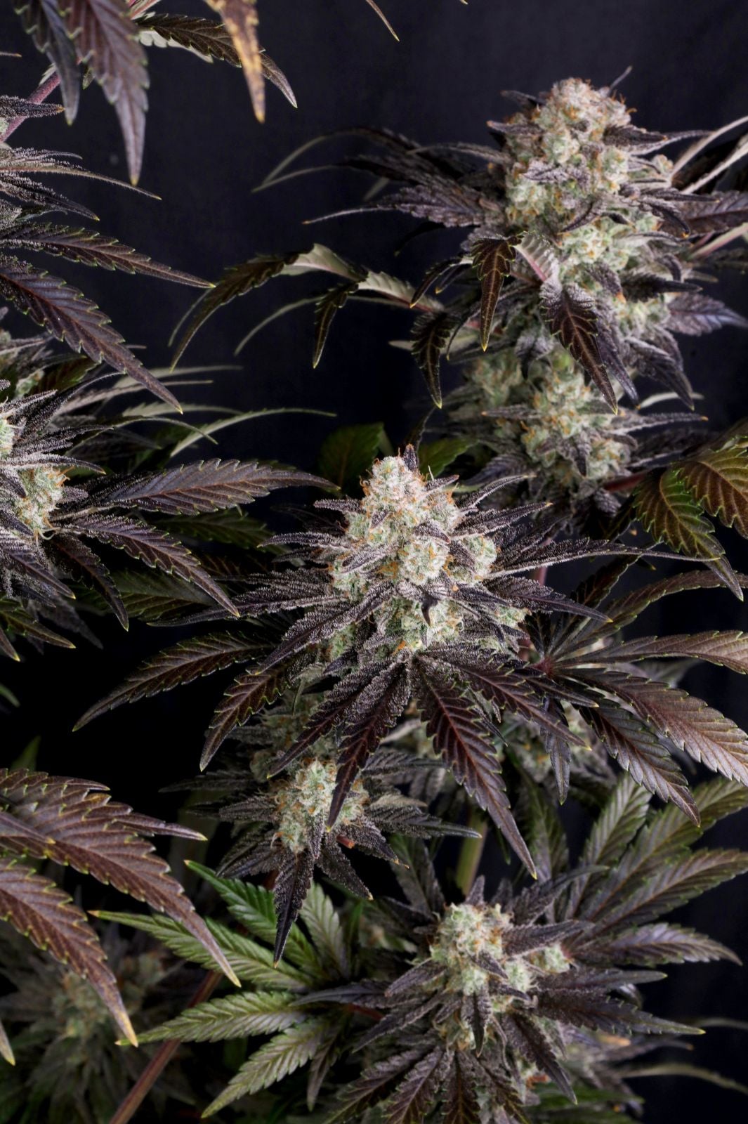 42 FastBuds - FROSTBANGER AUTO F4 - Automatic - 3 Seeds