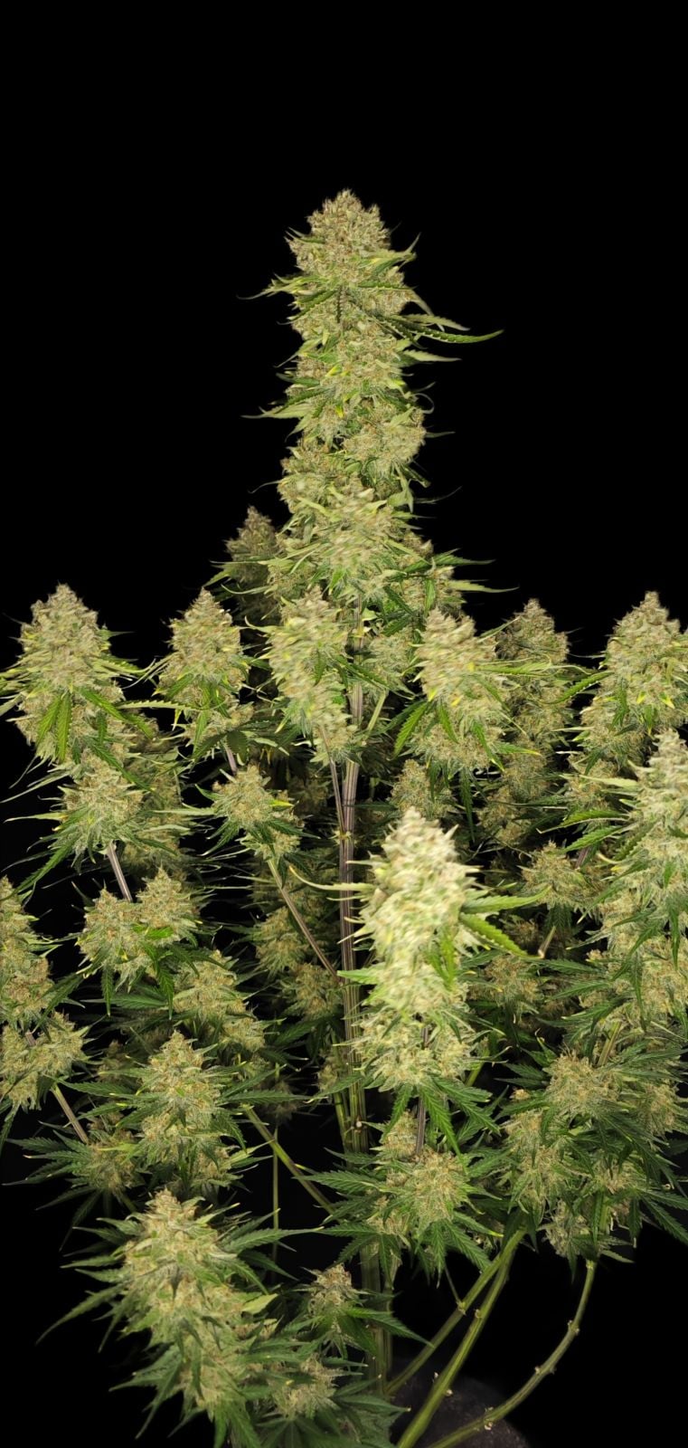42 FastBuds - GUAVA AUTO - Automatic - 3 Seeds