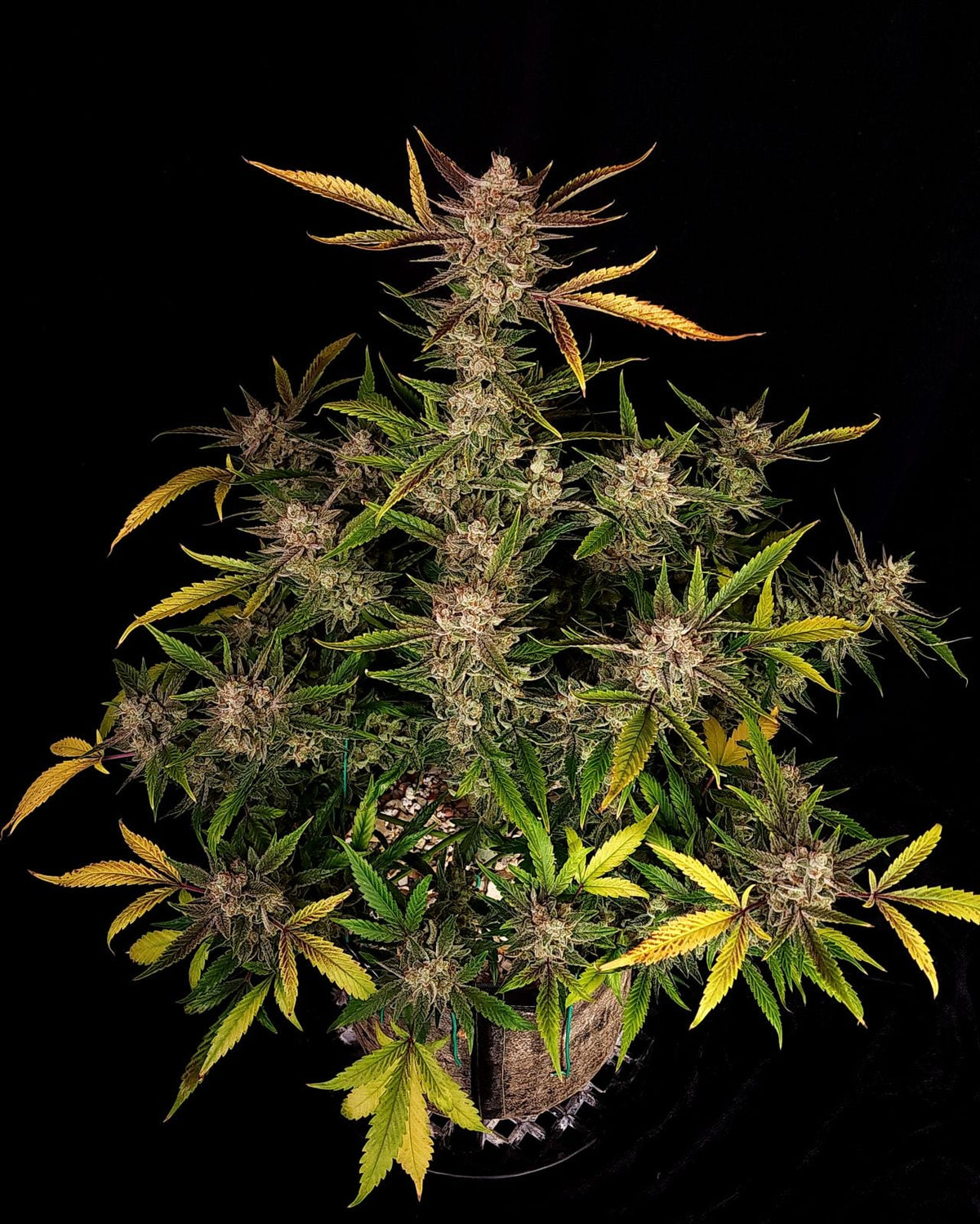 42 FastBuds - ZTRAWBERRIEZ - Automatic - 3 Seeds