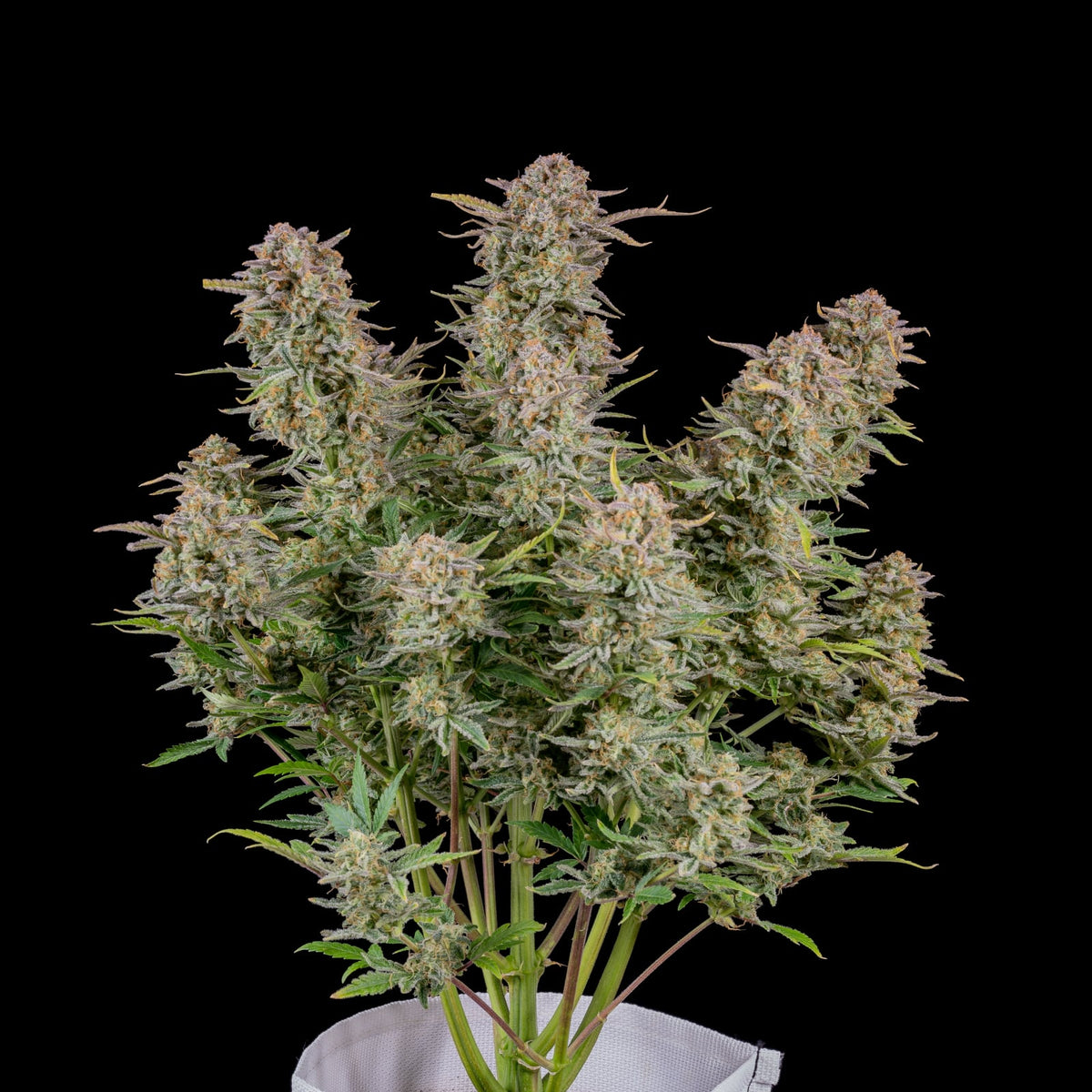 42 FastBuds - BRUCE BANNER - Automatic - 3 Seeds