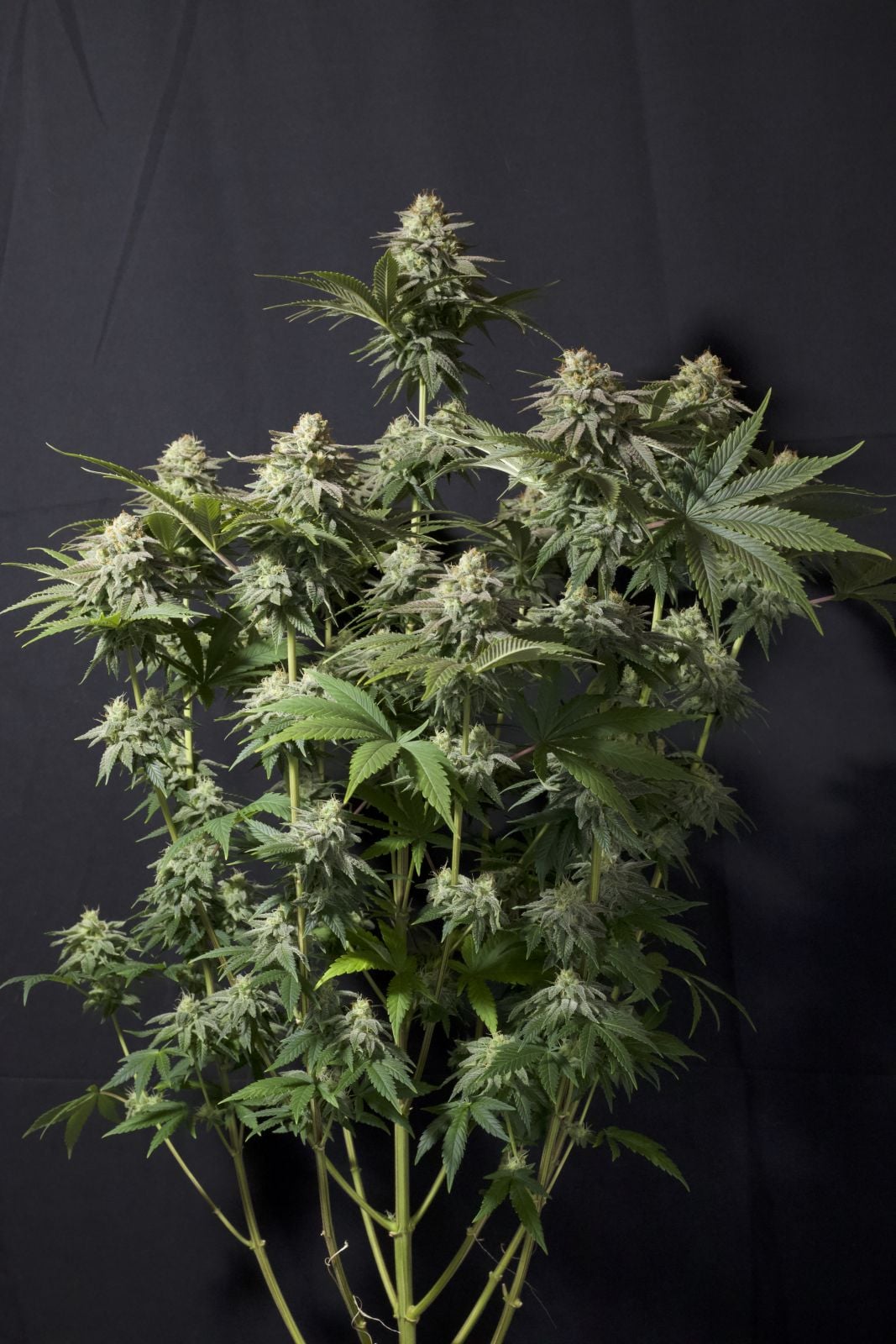 42 FastBuds - PURPLE LEMONADE FF - Feminized - 3 Seeds