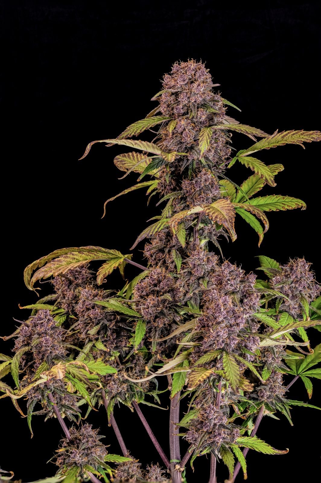 42 FastBuds - LEMON CHERRY COOKIES - Automatic - 3 Seeds