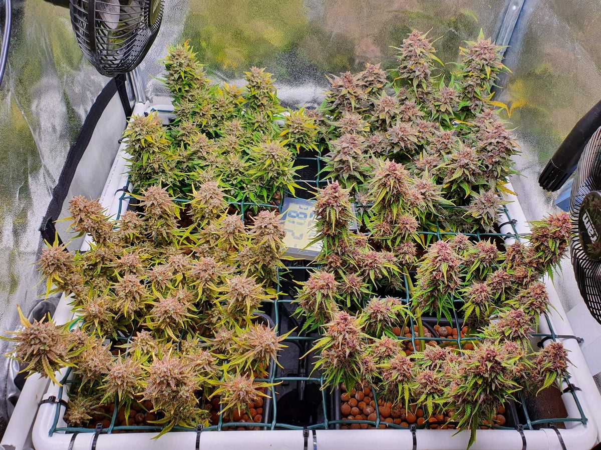 42 FastBuds - MIX PACK AUTO - Automatic - 5 Seeds