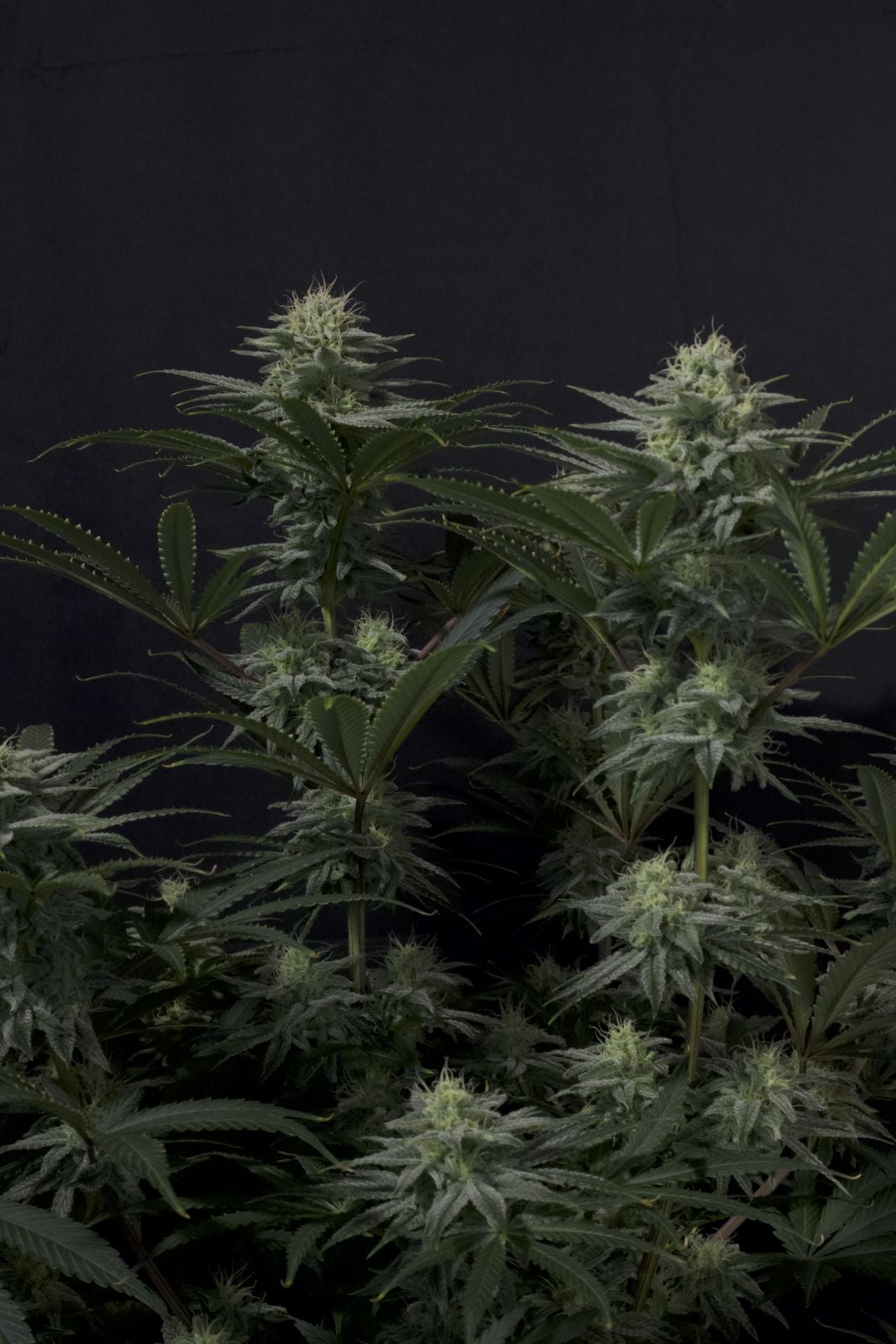 42 FastBuds - GG4 SHERBET FF 3 - Feminized - 3 Seeds