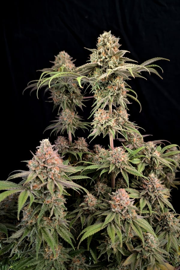 42 FastBuds - RAINBOW MELON - Feminized - 3 Seeds