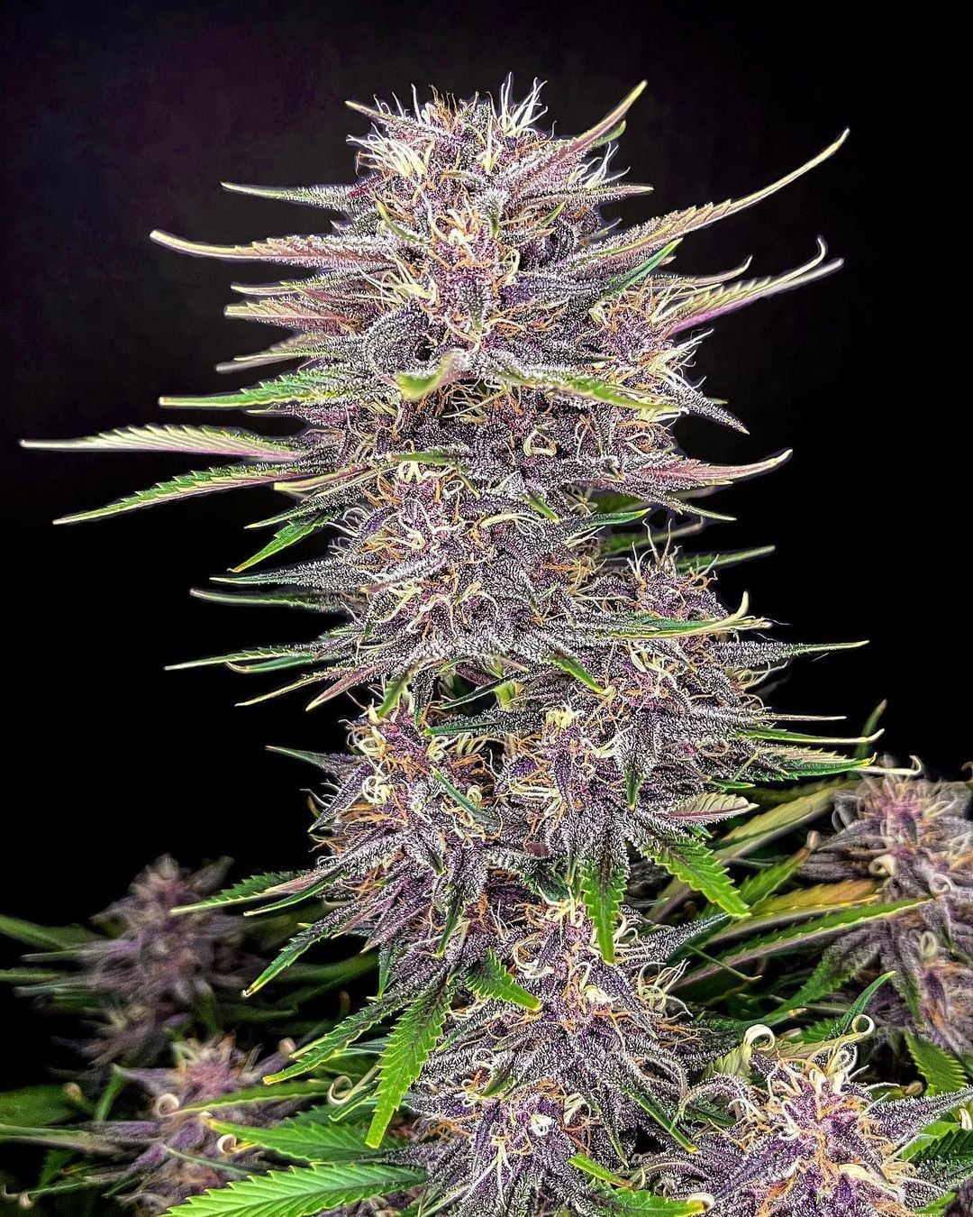 42 FastBuds - BLACKBERRY - Automatic - 3 Seeds