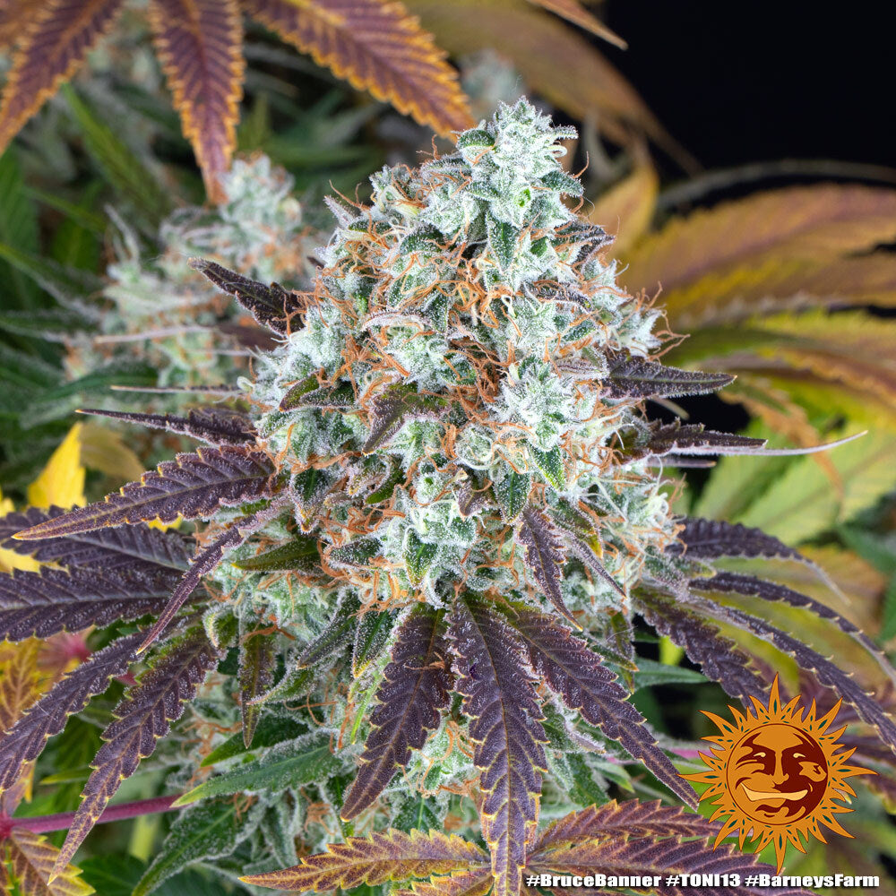 Barney's Farm - BRUCE BANNNER - Feminized - 3 Seeds