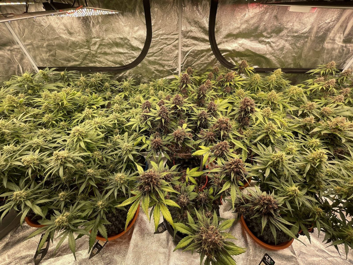 42 FastBuds - MIX PACK AUTO - Automatic - 5 Seeds