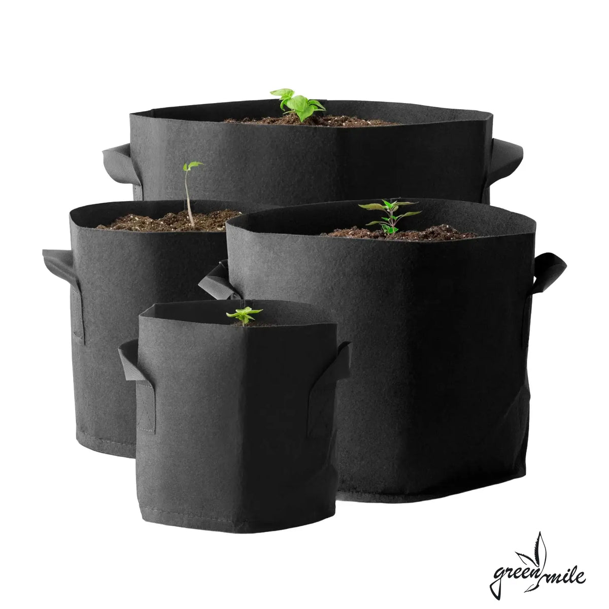 Caluma, PotPot, verschiedene Groessen, Vorderansicht