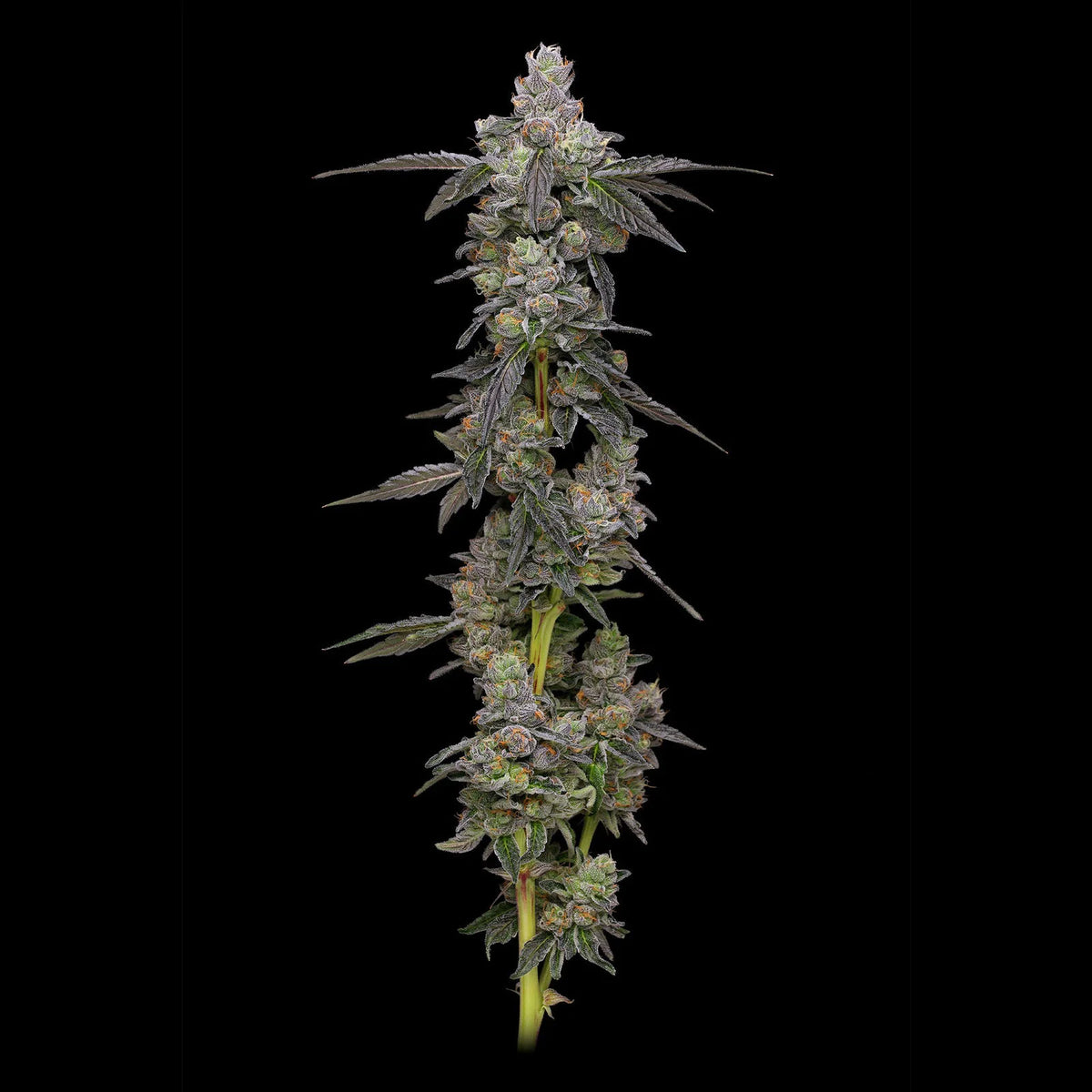 Compound Genetics x Cookies - APPLES AND BANANAS x MEDELLIN - Feminized