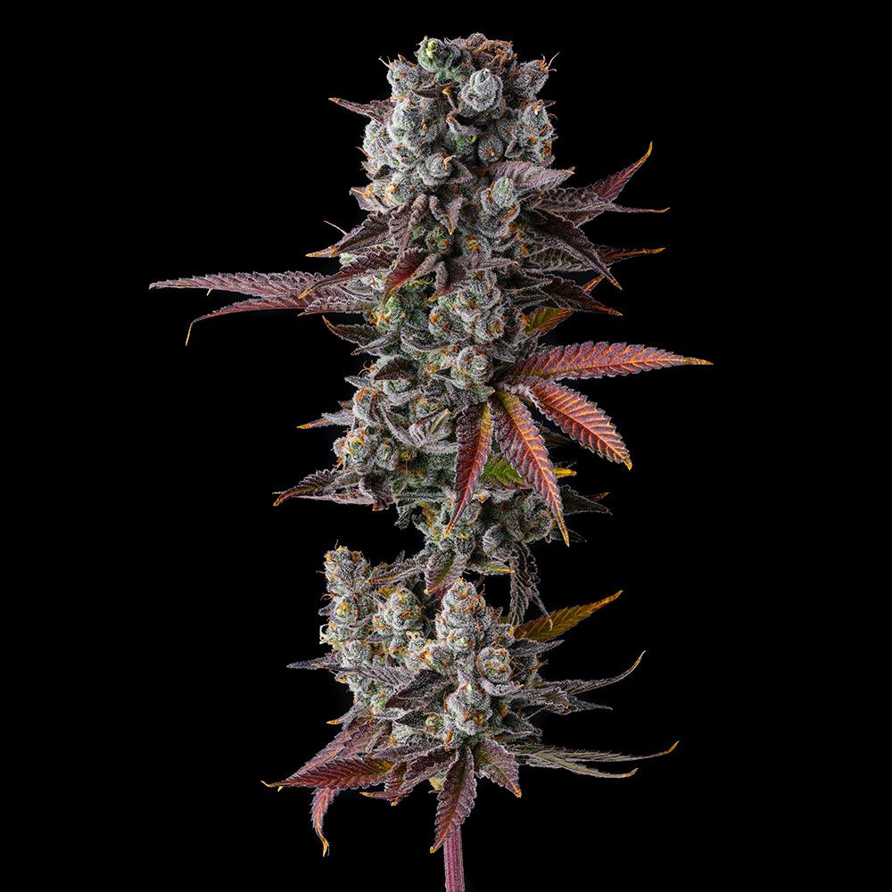 Compound Genetics - HAWAIIAN SUNKIST - Feminized