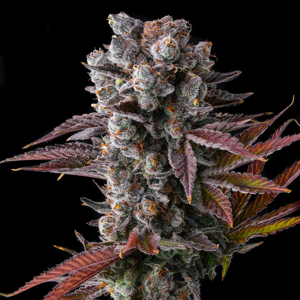 Compound Genetics - HAWAIIAN SUNKIST - Feminized