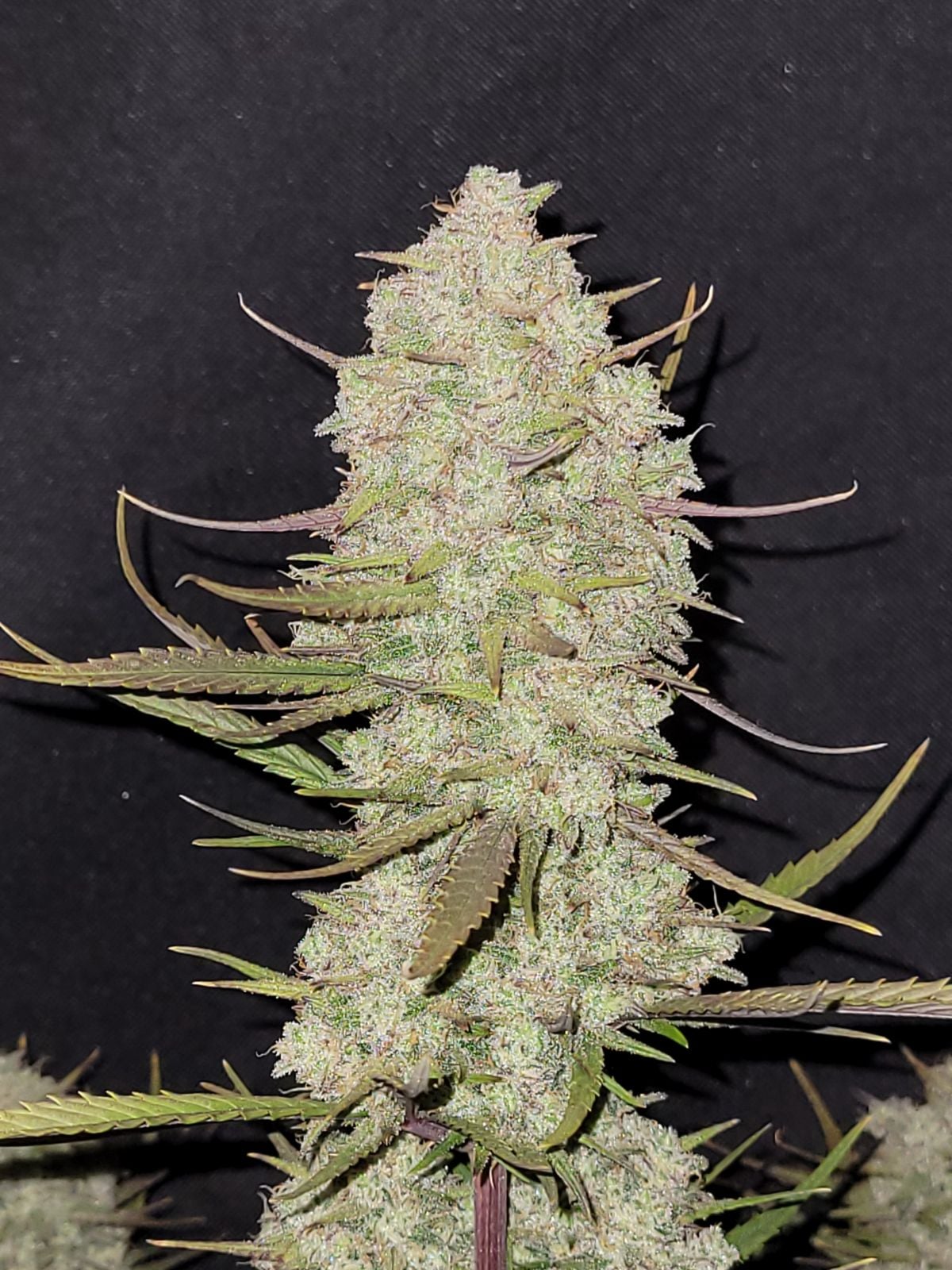 42 FastBuds - TROPICANA COOKIES - Automatic - 3 Seeds