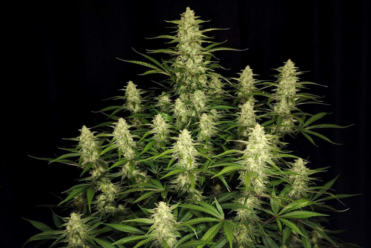 42 FastBuds - PAPAYA COOKIES - Automatic - 3 Seeds