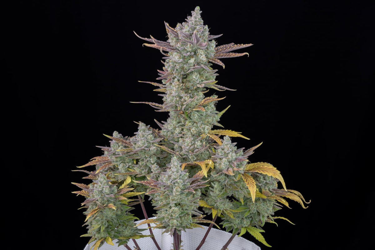 42 FastBuds - GORILLA COOKIES - Automatic - 3 Seeds
