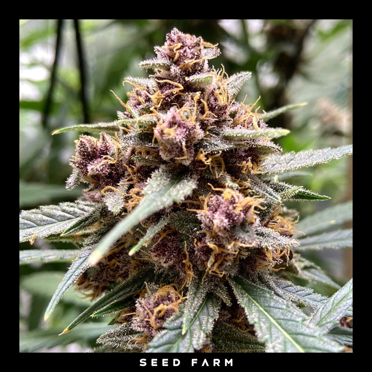 Dutch Passion, Durban Poison, feminisierte Cannabis Samen, Blüte