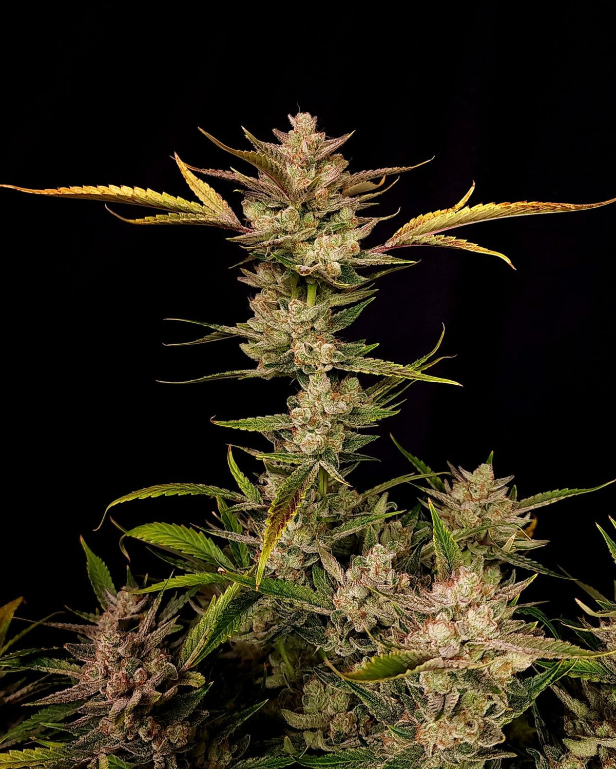 42 FastBuds - ZTRAWBERRIEZ - Automatic - 3 Seeds