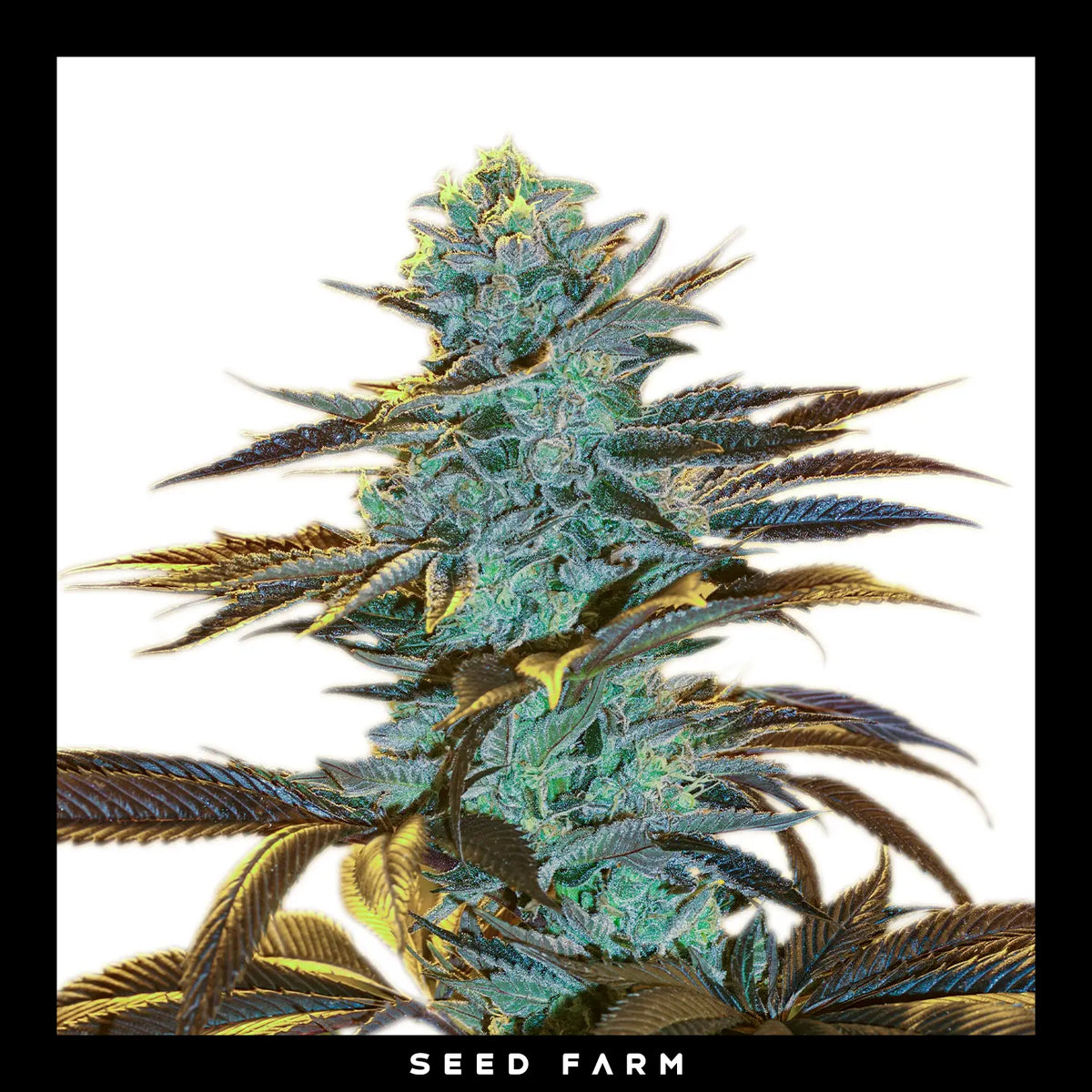 Exotic Seed Purple Monkey, automatic Cannabis Samen, Blüte