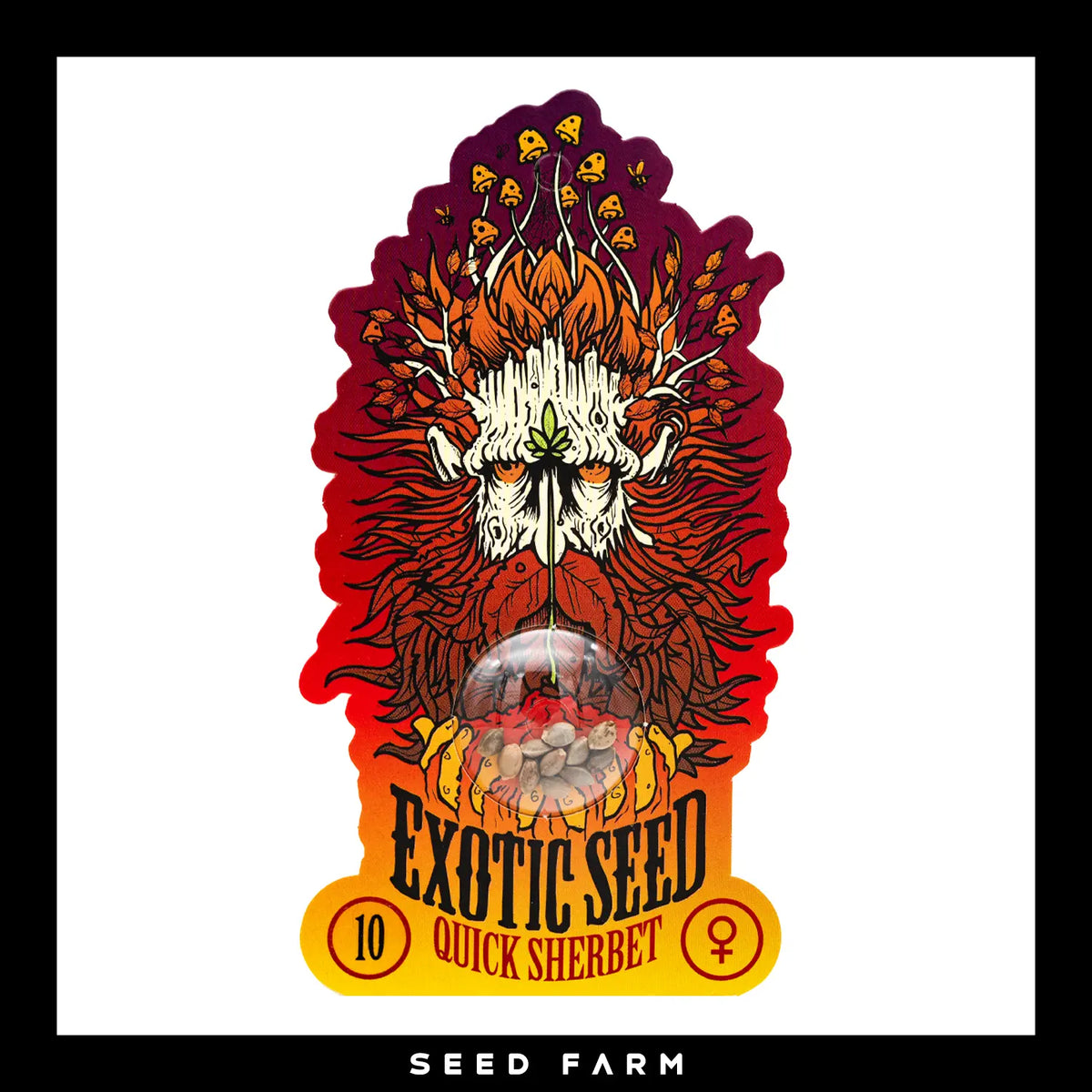 Exotic Seed Quick Sherbet, feminisierte Cannabis Samen, 10 Stück, Vorderansicht