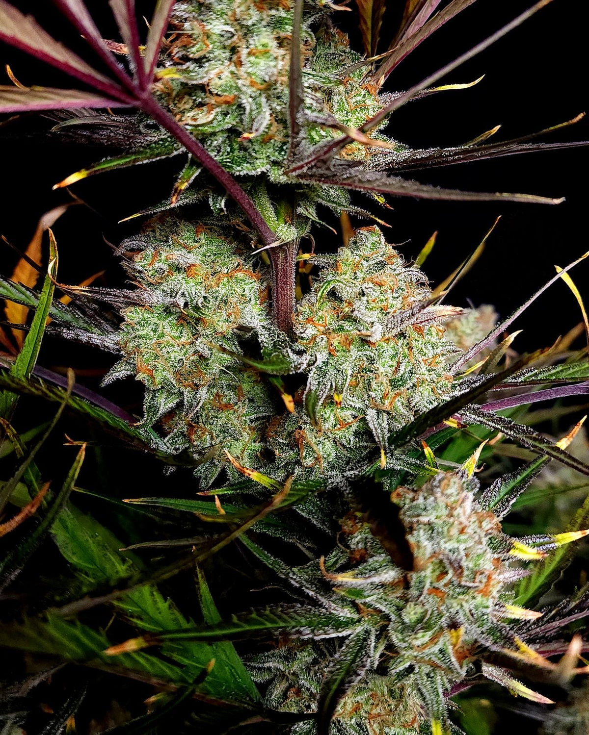 42 FastBuds - APPLE STRUDEL - Automatic - 3 Seeds