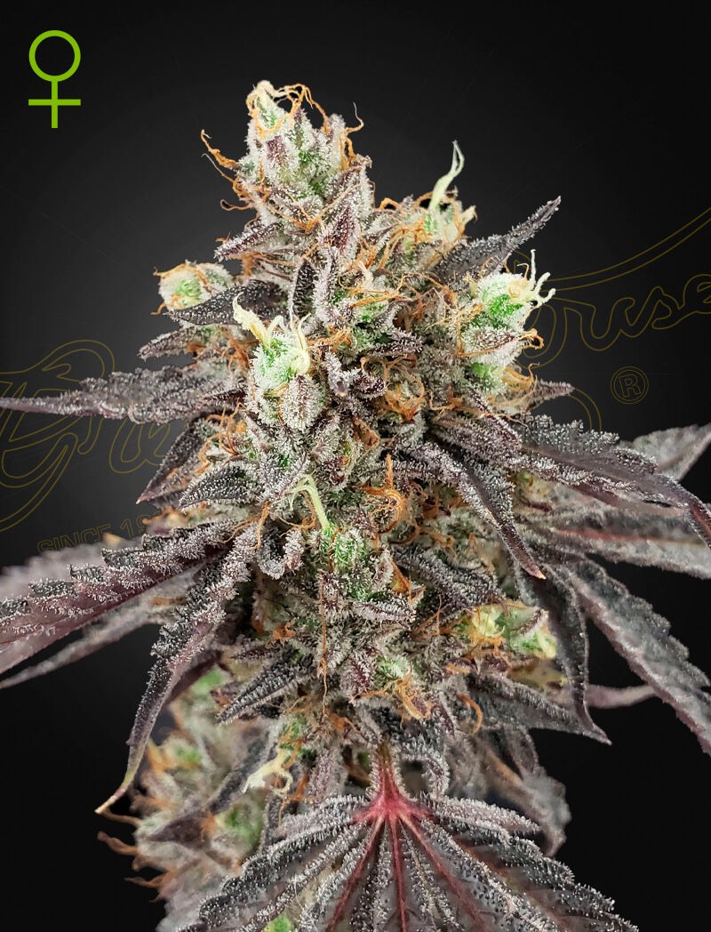 Green House Seed - GELATO 41 x GELATO 41 - Automatic