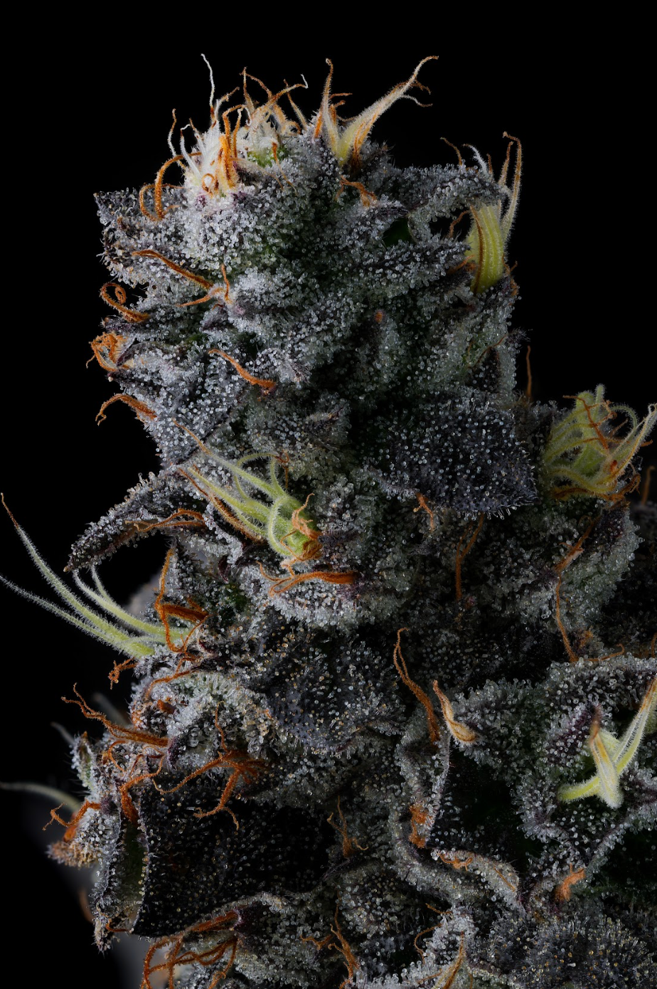 Compound Genetics - GIGGIN' GRAPES - Feminized