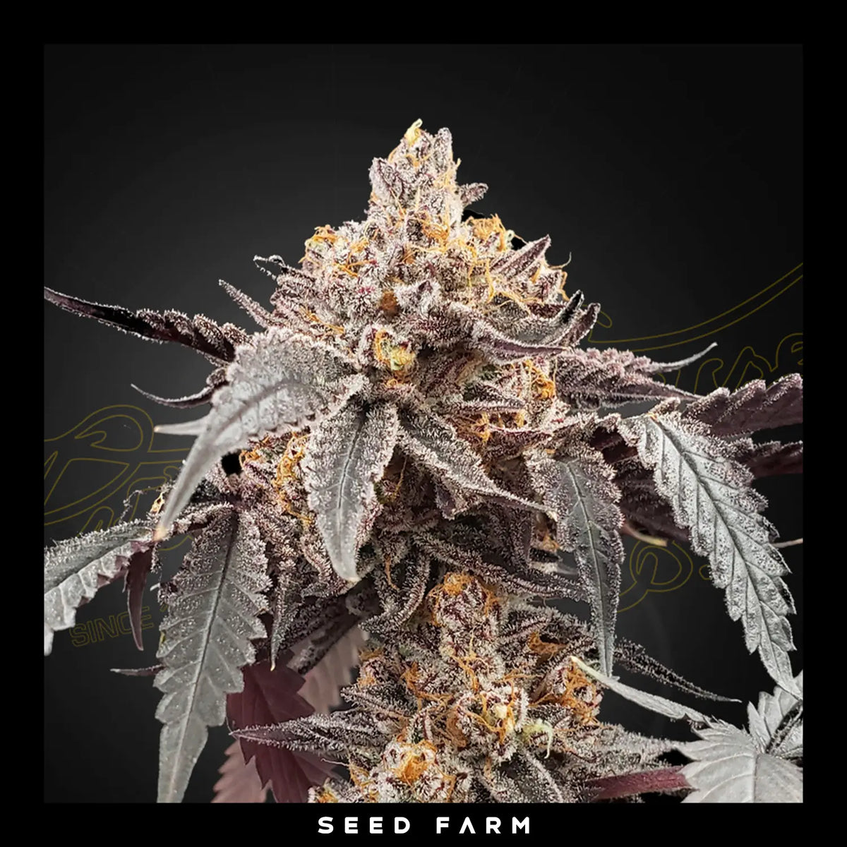 Green House Seed Company, Guava x Gelato 41, automatic Cannabis Samen, Blüte