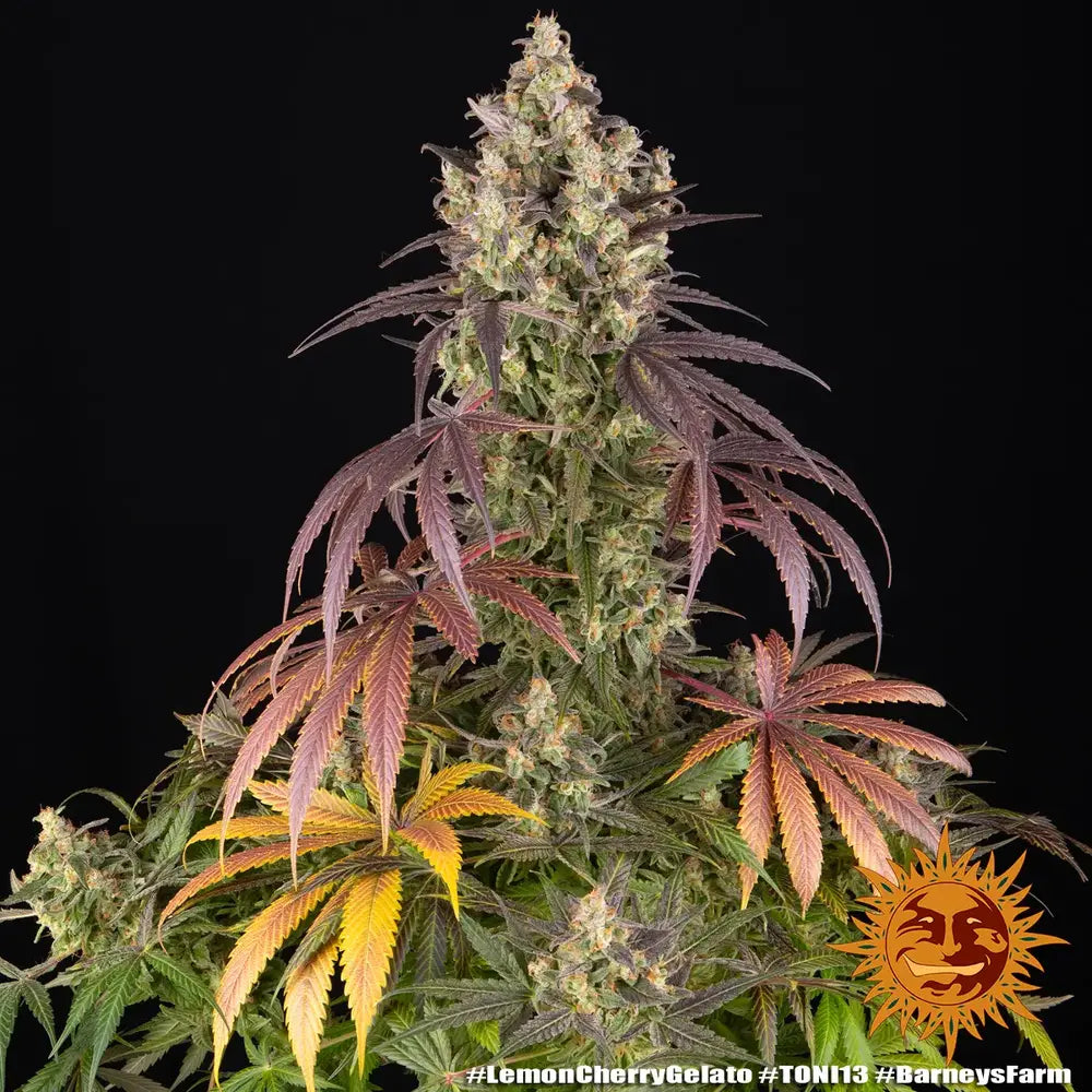 Barney's Farm x Backpackboyz - LEMON CHERRY GELATO - Feminized