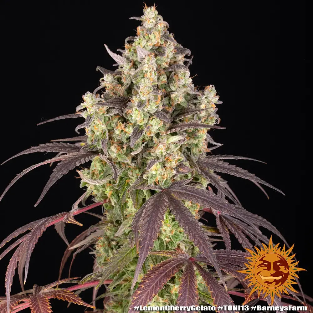 Barney's Farm x Backpackboyz - LEMON CHERRY GELATO - Feminized