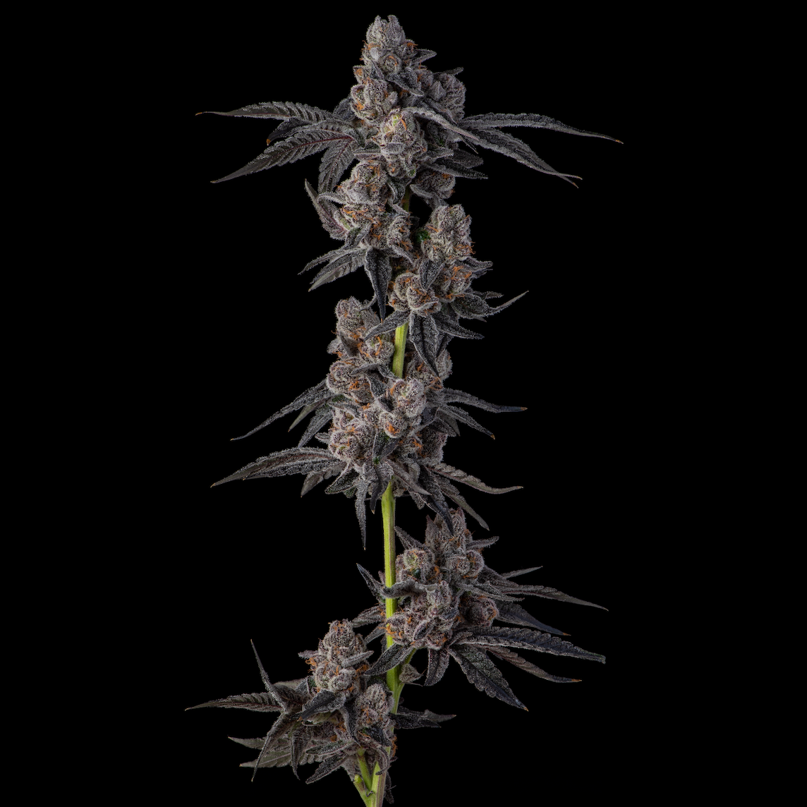 Compound Genetics - MELLOWZ - Feminized