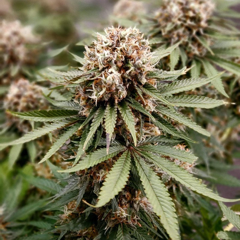 Dutch Passion - POWER PLANT - Feminized