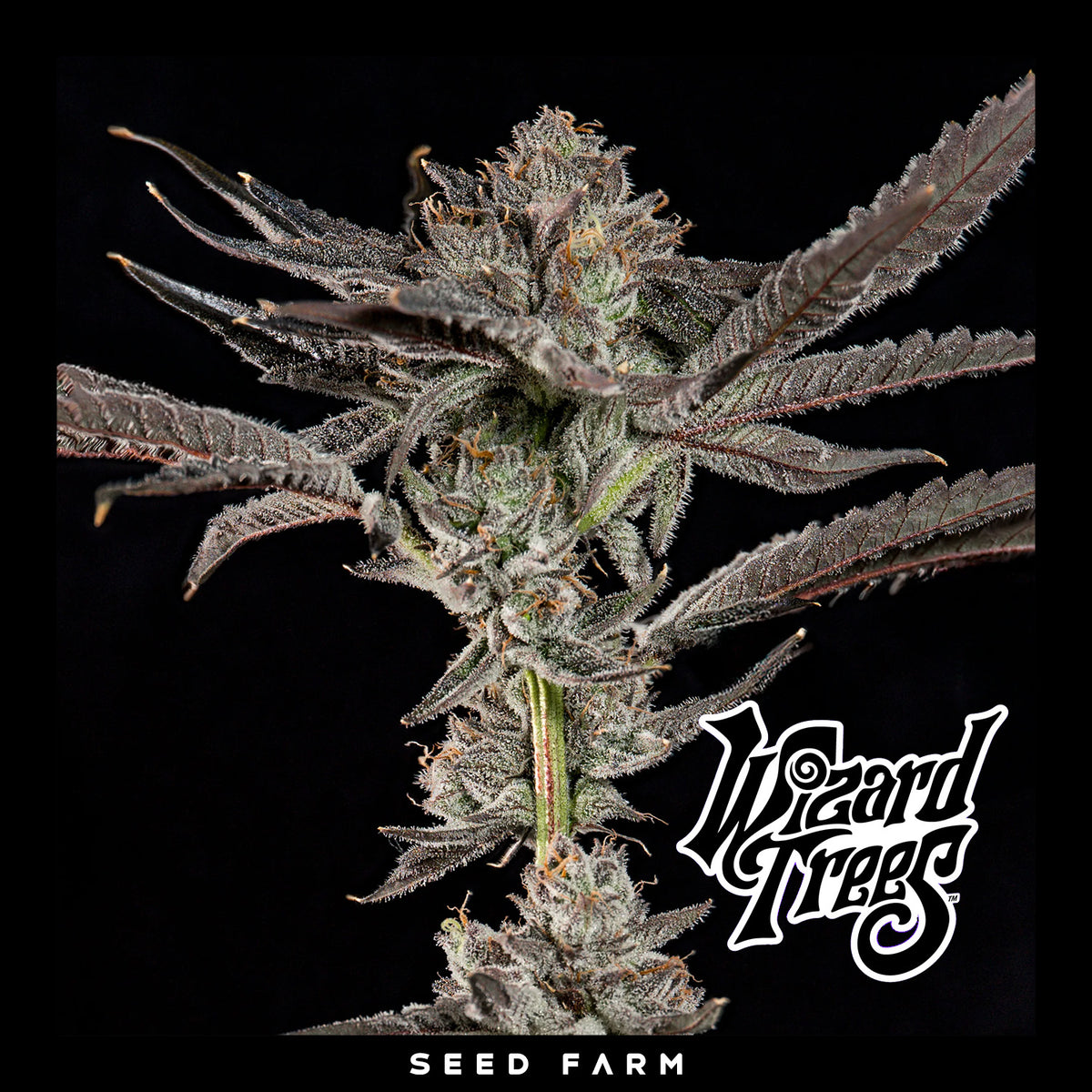 Wizard Trees - FINE PRINT - Feminized