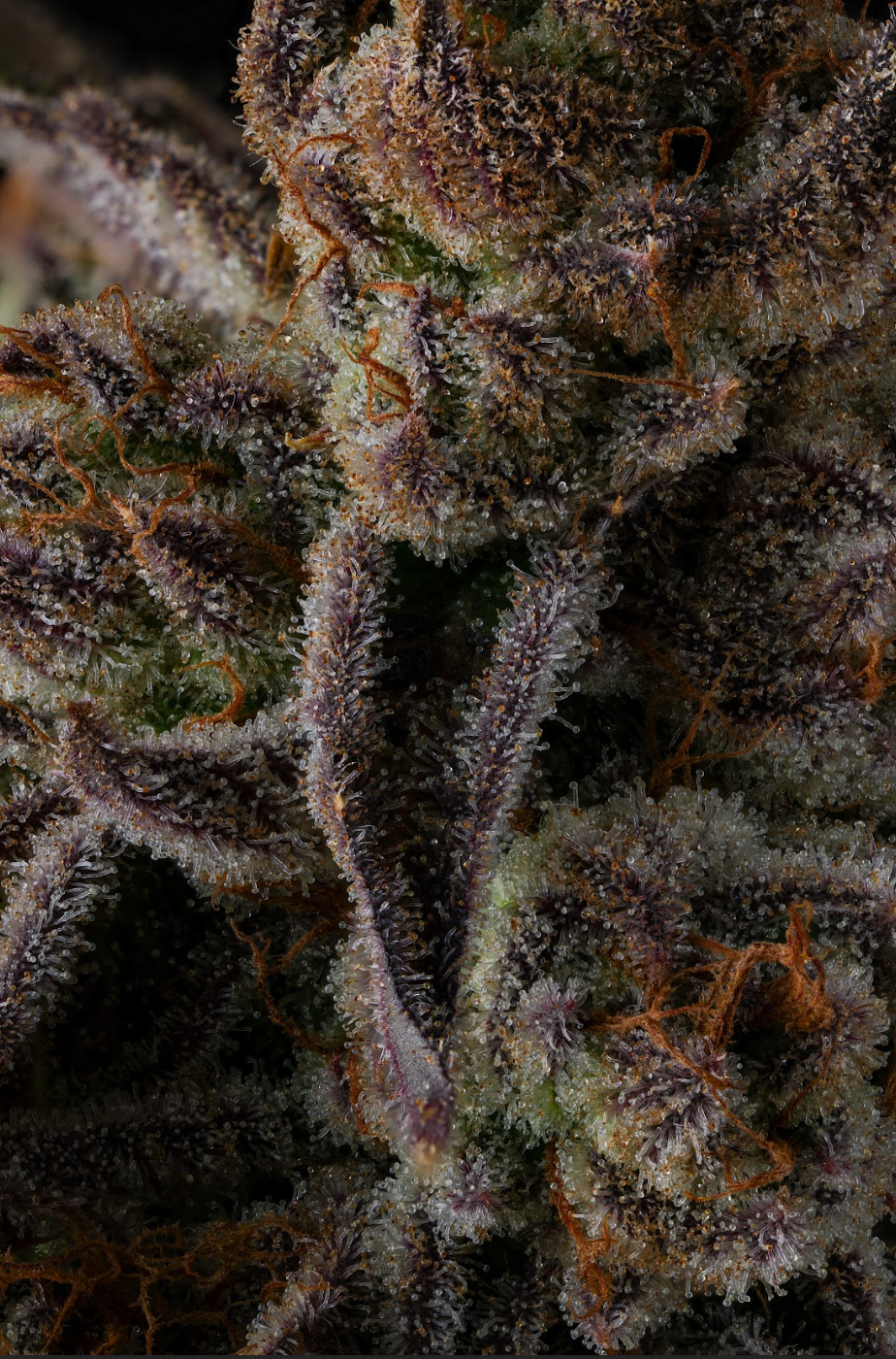 Compound Genetics - PURPLE PRESERVES - Feminized