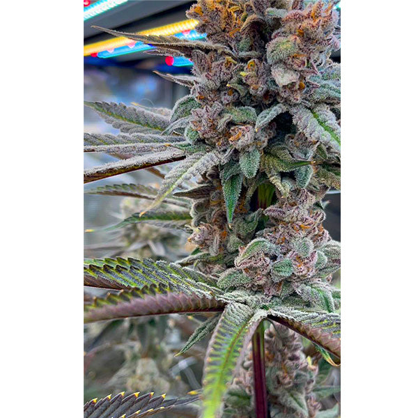 Terphogz - RED SKRRRT-BANGER - Feminized - 10 Seeds