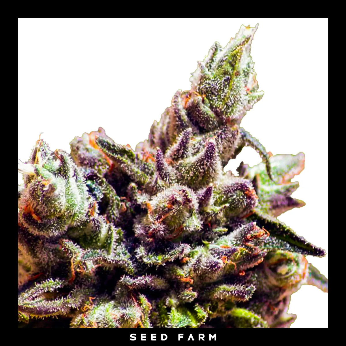 Ripper Seeds Washing Machine feminisierte Cannabis Samen, Blüte