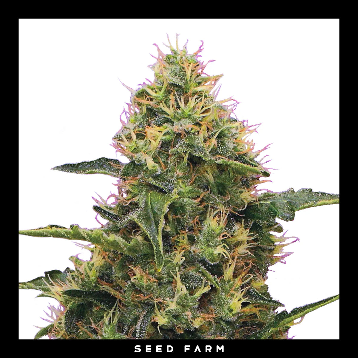 Royal Queen Seeds Northern Light, feminisierte Cannabis Samen, Blüte