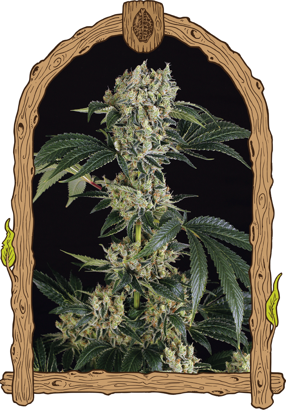 Exotic Seed - SUGAR LARRY - Feminized