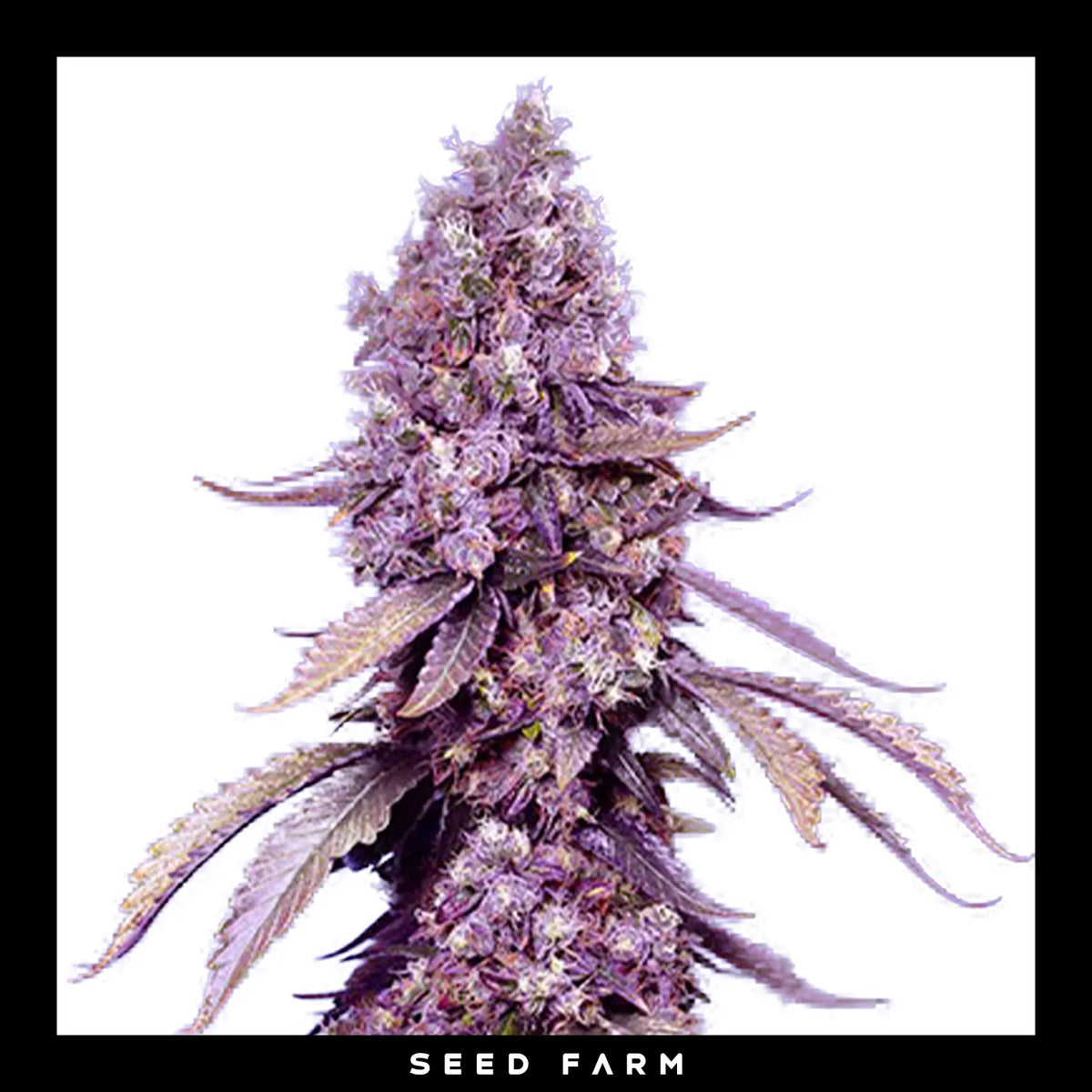 Sweet Seeds, Black Muffin F1, Fast Version, feminisierte Cannabis Samen, Blüte