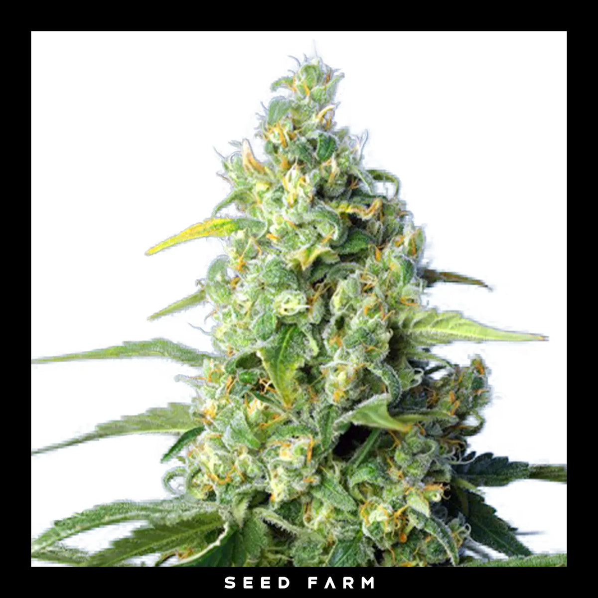 Sweet Seeds, Honey Peach CBD, automatische Cannabis Samen, Blüte
