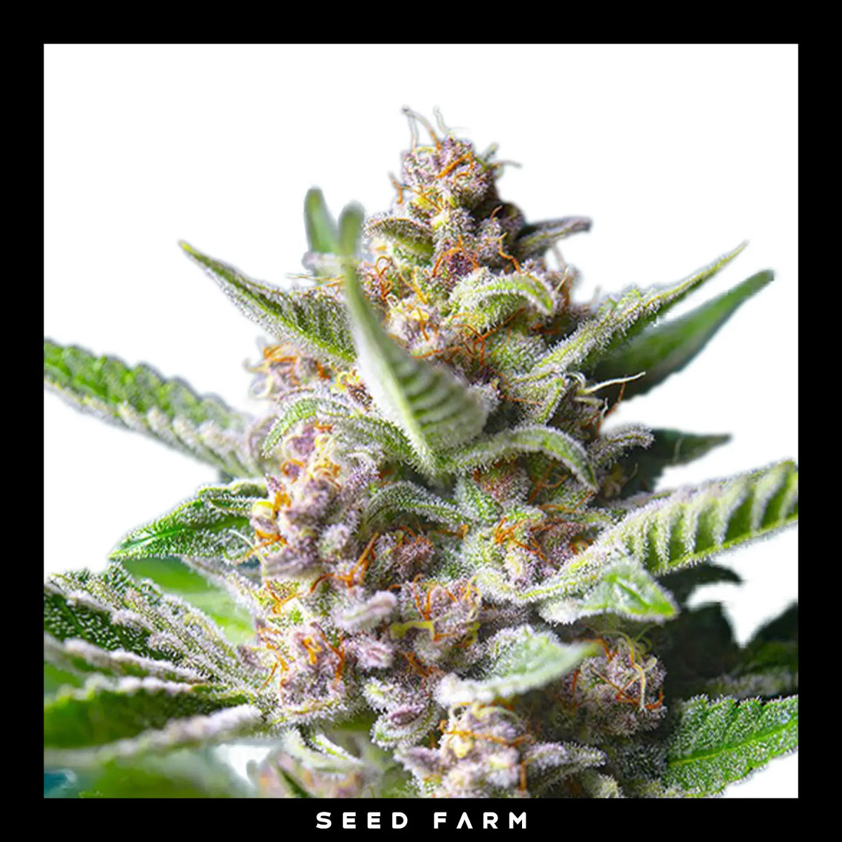 Sweet Seeds, Purple Punch, feminisierte Cannabis Samen, Blüte
