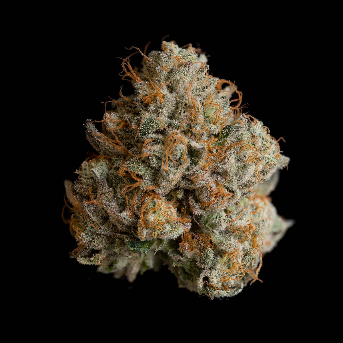 Wizard Trees - NIGHT RITUAL - Feminized