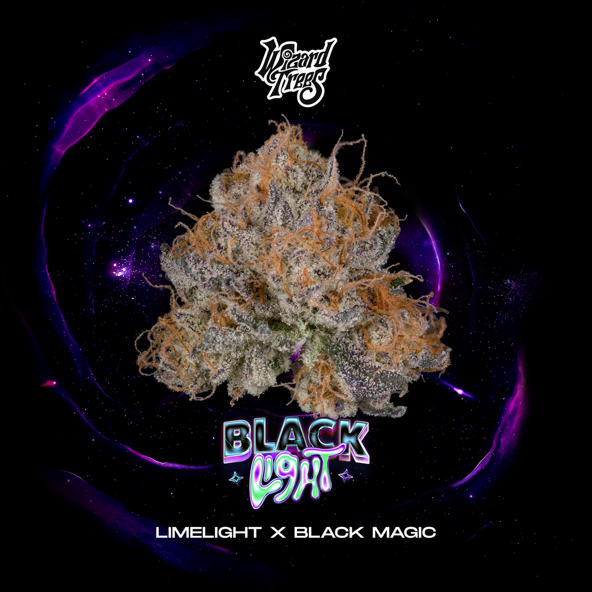Wizard Trees - COMPETITION BOX | Black Bagic Collection