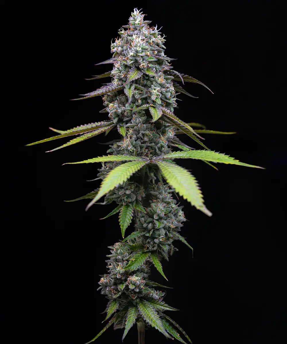 Barney's Farm - ZOAP - Feminized - 3 Seeds