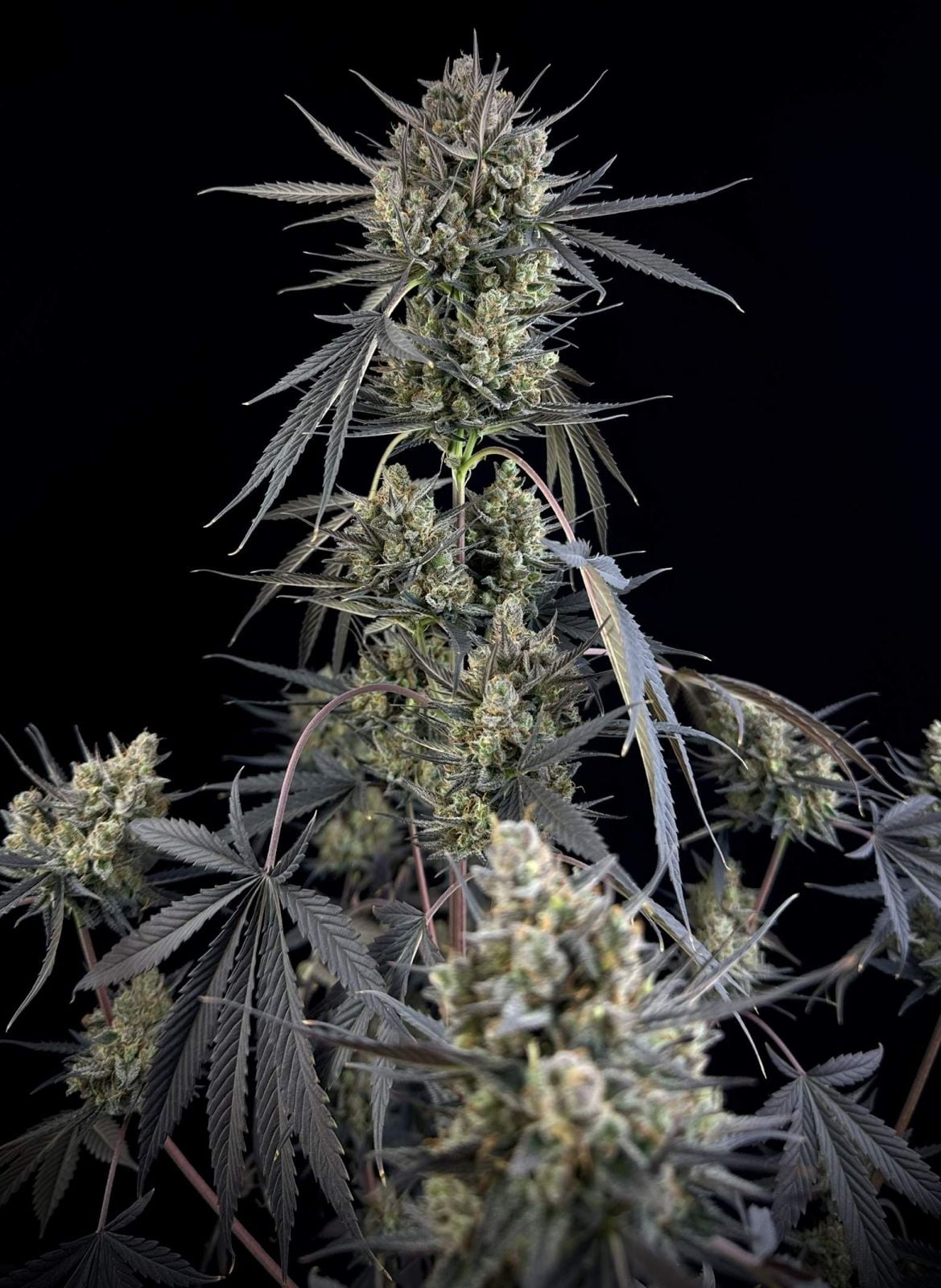 42 FastBuds - POUND CAKE - Automatic - 3 Seeds