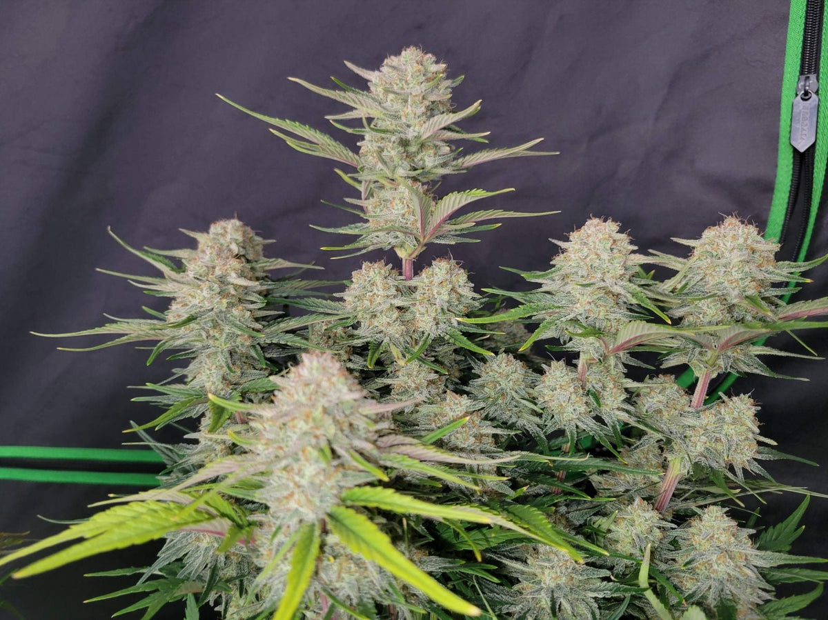 42 FastBuds - APRICOT - Automatic - 3 Seeds