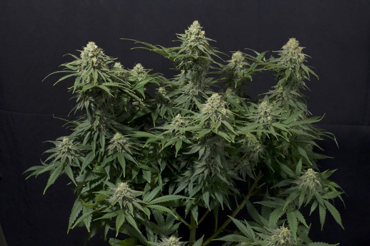 42 FastBuds - WEDDING CHEESECAKE FF  - Feminized - 3 Seeds